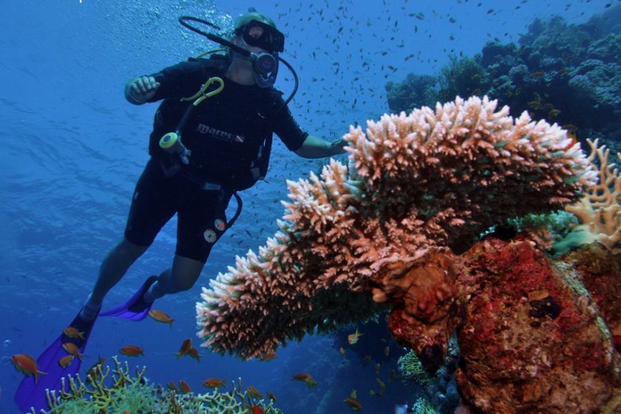 beach dive ( house reef dive) Ras Nasrani  site