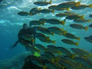 6 days dive package (12 dives