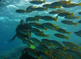6 days dive package (12 dives