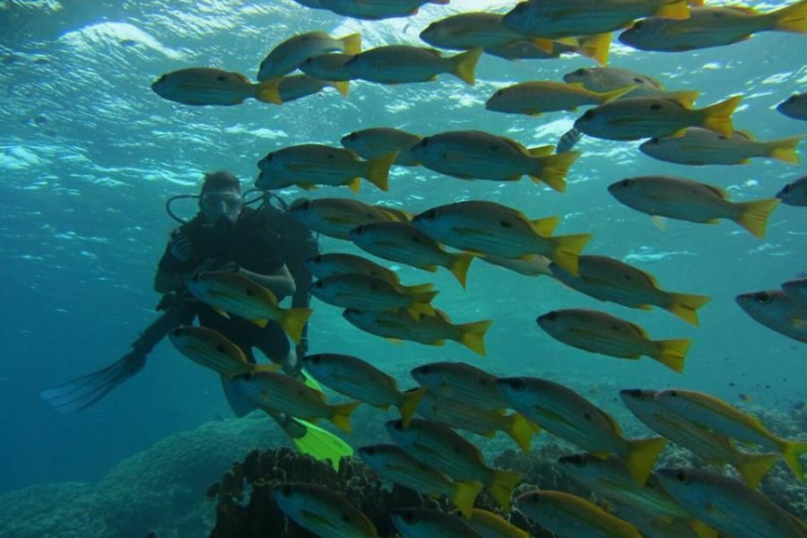 2 days dive package   (4 dives )