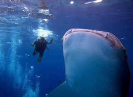 3 days dive package ( 6 dives )