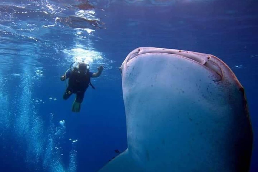 3 days dive package ( 6 dives )