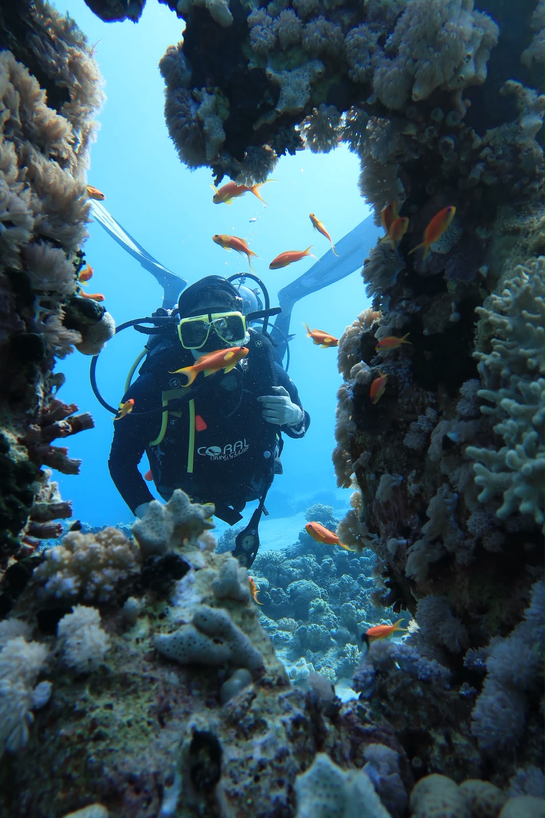 PADI Open Water Diver Course in Sharm El Sheikh