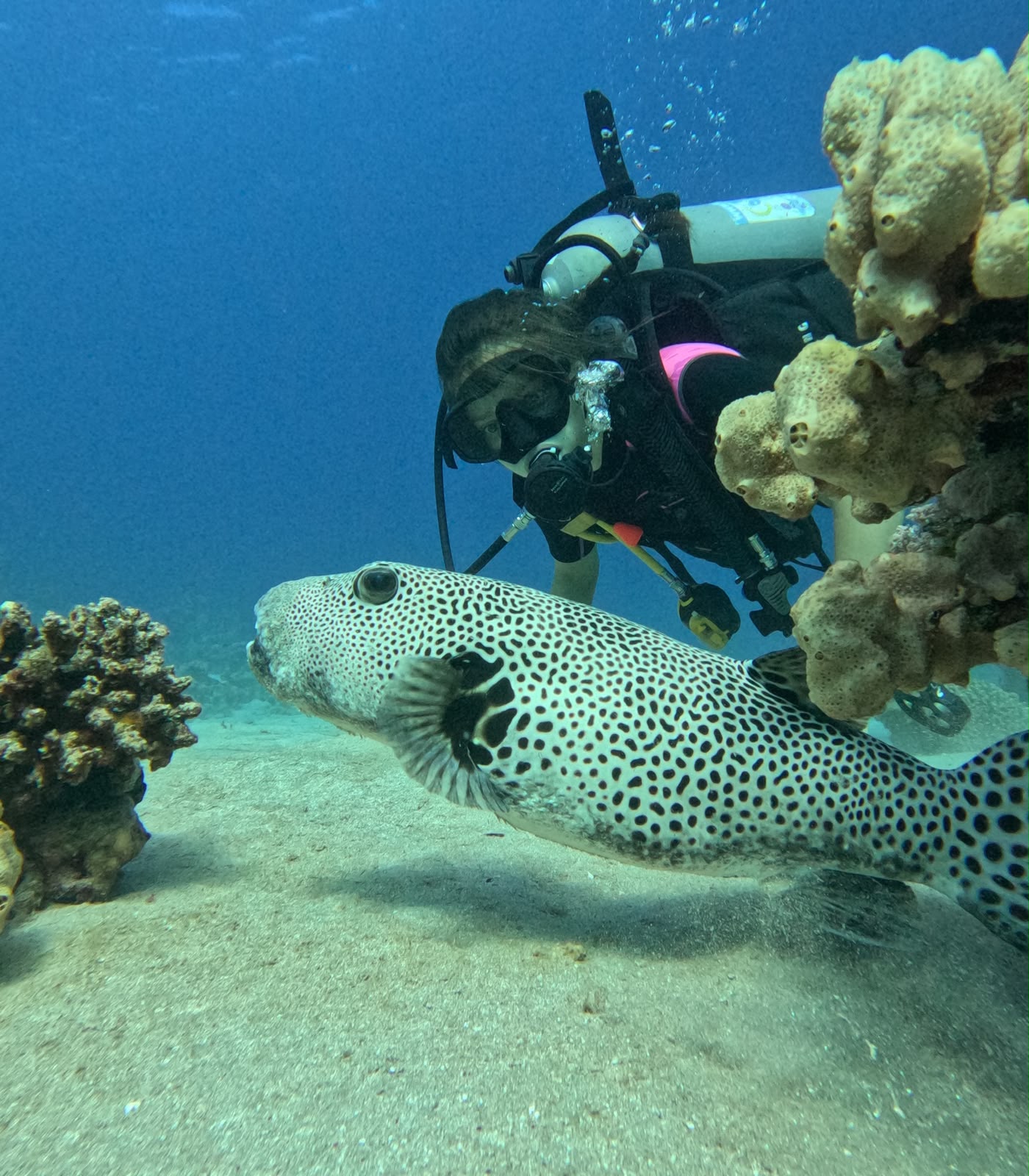PADI Open Water Diver Course in Sharm El Sheikh