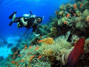 Shore Diving at Ras Gamilah House Reef in Sharm El Sheikh