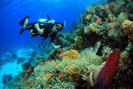 Shore Diving at Ras Gamilah House Reef in Sharm El Sheikh