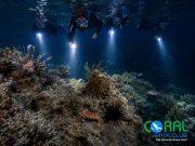 Night Snorkeling in Ras Ghamila, Sharm El Sheikh