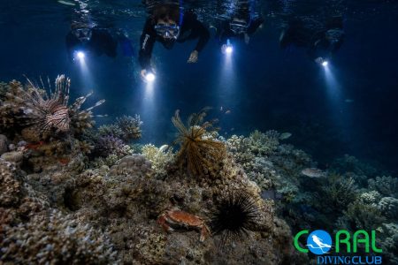 Night Snorkeling in Ras Ghamila, Sharm El Sheikh