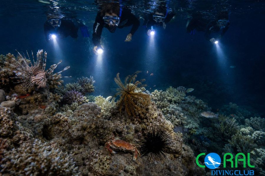 Night Snorkeling in Ras Ghamila, Sharm El Sheikh